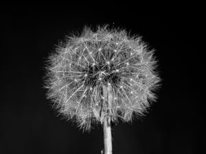 Preview wallpaper dandelion, flower, fluff, macro, black and white