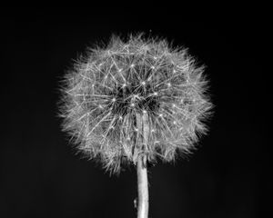 Preview wallpaper dandelion, flower, fluff, macro, black and white