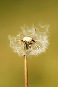 Preview wallpaper dandelion, flower, fluff, macro, stem