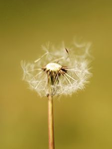 Preview wallpaper dandelion, flower, fluff, macro, stem