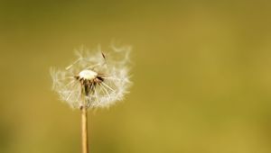 Preview wallpaper dandelion, flower, fluff, macro, stem