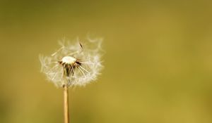 Preview wallpaper dandelion, flower, fluff, macro, stem