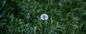 Preview wallpaper dandelion, flower, fluff, grass, greenery