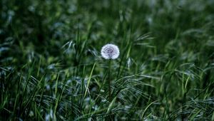 Preview wallpaper dandelion, flower, fluff, grass, greenery