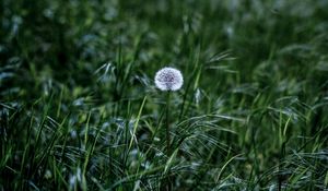 Preview wallpaper dandelion, flower, fluff, grass, greenery