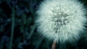 Dandelion wallpapers hd, desktop backgrounds, images and pictures