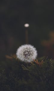 Preview wallpaper dandelion, flower, fluffy, white, seeds