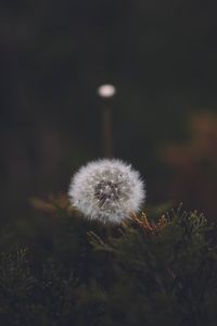 Preview wallpaper dandelion, flower, fluffy, white, seeds