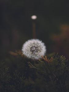 Preview wallpaper dandelion, flower, fluffy, white, seeds