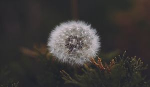 Preview wallpaper dandelion, flower, fluffy, white, seeds