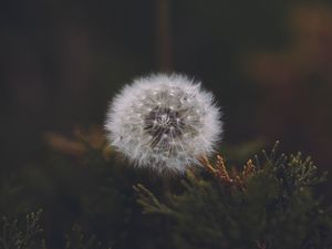 Preview wallpaper dandelion, flower, fluffy, white, seeds