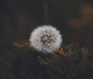 Preview wallpaper dandelion, flower, fluffy, white, seeds