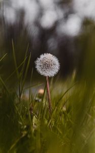 Preview wallpaper dandelion, flower, fluffy