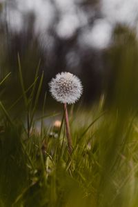 Preview wallpaper dandelion, flower, fluffy