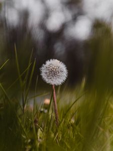 Preview wallpaper dandelion, flower, fluffy