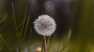 Preview wallpaper dandelion, flower, fluffy