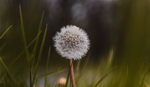 Preview wallpaper dandelion, flower, fluffy