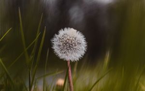 Preview wallpaper dandelion, flower, fluffy