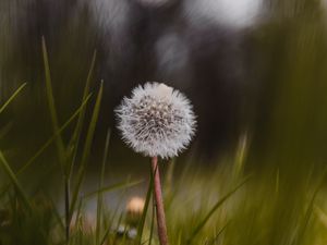 Preview wallpaper dandelion, flower, fluffy