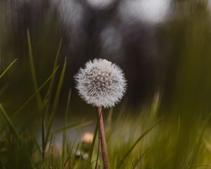 Preview wallpaper dandelion, flower, fluffy