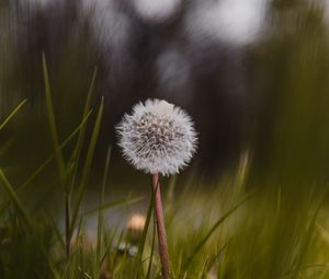 Preview wallpaper dandelion, flower, fluffy