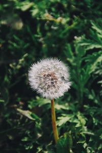 Preview wallpaper dandelion, flower, grass