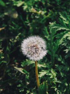 Preview wallpaper dandelion, flower, grass