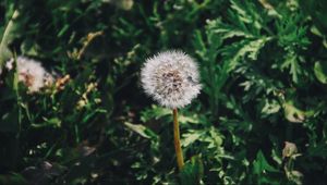 Preview wallpaper dandelion, flower, grass