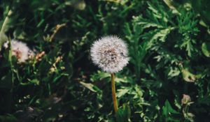 Preview wallpaper dandelion, flower, grass