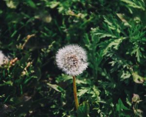 Preview wallpaper dandelion, flower, grass