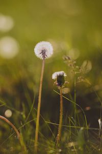 Preview wallpaper dandelion, flower, grass, macro