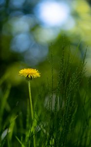 Preview wallpaper dandelion, flower, grass, blur