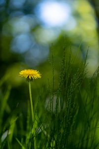 Preview wallpaper dandelion, flower, grass, blur