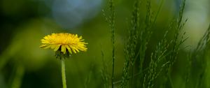 Preview wallpaper dandelion, flower, grass, blur