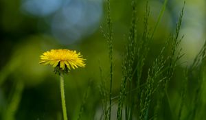 Preview wallpaper dandelion, flower, grass, blur