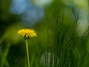 Preview wallpaper dandelion, flower, grass, blur