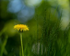 Preview wallpaper dandelion, flower, grass, blur