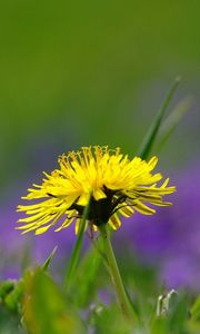 Preview wallpaper dandelion, flower, grass, green, field