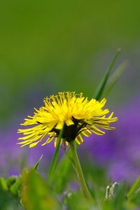 Preview wallpaper dandelion, flower, grass, green, field