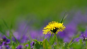 Preview wallpaper dandelion, flower, grass, green, field