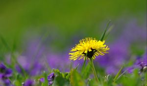 Preview wallpaper dandelion, flower, grass, green, field