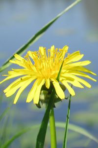 Preview wallpaper dandelion, flower, grass, water, pond