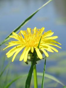 Preview wallpaper dandelion, flower, grass, water, pond