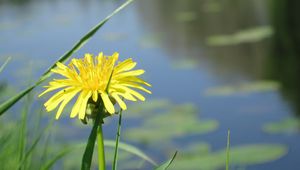 Preview wallpaper dandelion, flower, grass, water, pond