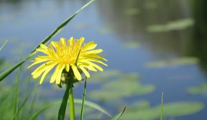 Preview wallpaper dandelion, flower, grass, water, pond