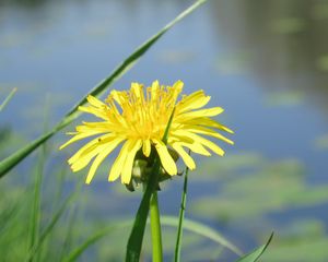 Preview wallpaper dandelion, flower, grass, water, pond