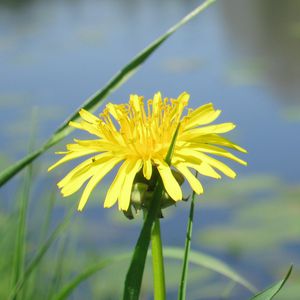 Preview wallpaper dandelion, flower, grass, water, pond