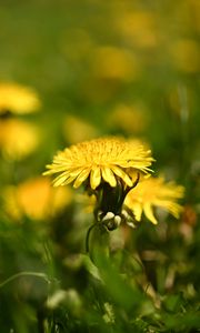 Preview wallpaper dandelion, flower, leaves, grass, macro