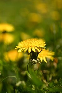 Preview wallpaper dandelion, flower, leaves, grass, macro