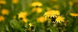 Preview wallpaper dandelion, flower, leaves, grass, macro